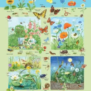 Plansa – flora si fauna din campie